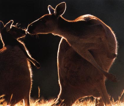 photograph of affectionate kangaroos