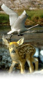 image of deer and swan